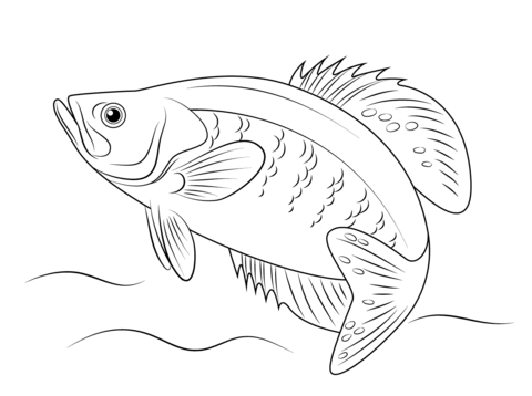 White Crappie coloring page.