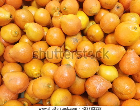 Tecojote Winter Fruit Called Crataegus Pubescens Stock Photo.