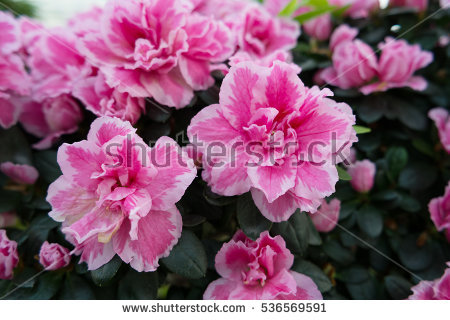 Azalea Pot Stock Photos, Royalty.