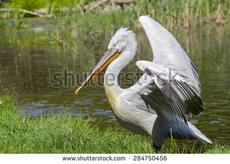 Marshy Area Stock Photos, Royalty.