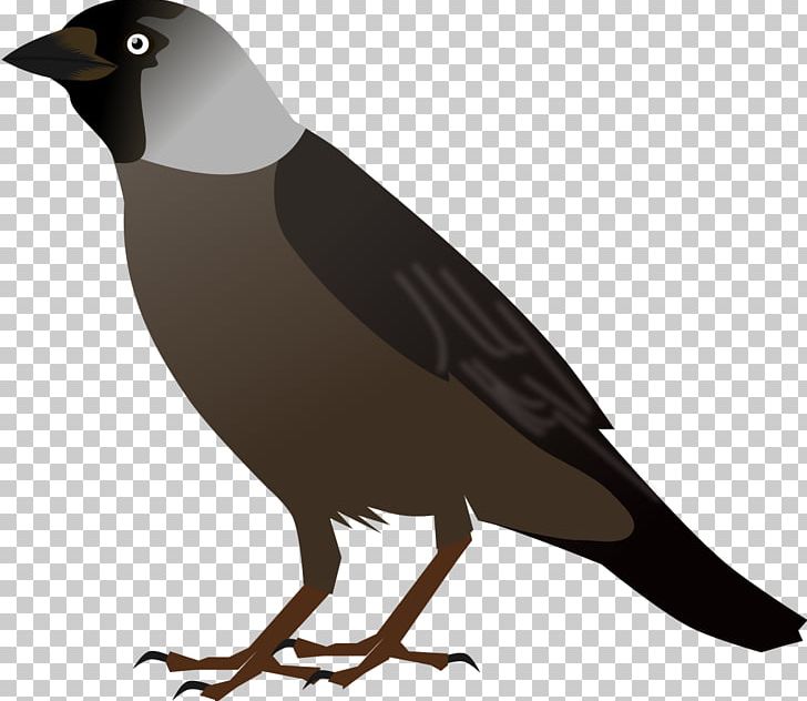 Crows Bird Drawing PNG, Clipart, Animals, Beak, Bird, Bird.