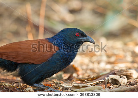 Ringneck Parrot Stock Photo 54597250.