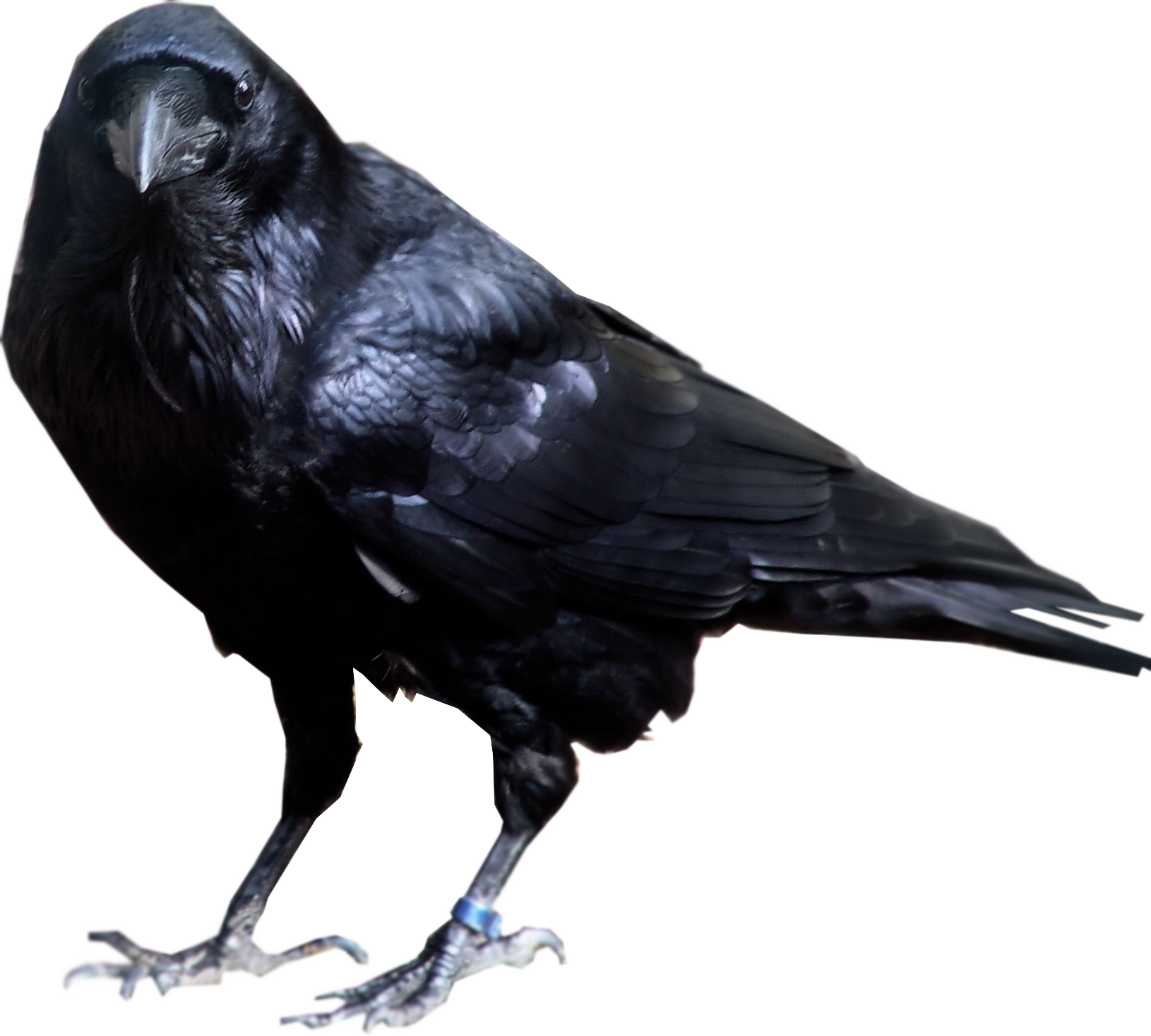 Crow Clipart PNG.