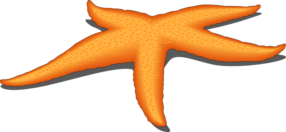 Starfish clip art and art on.