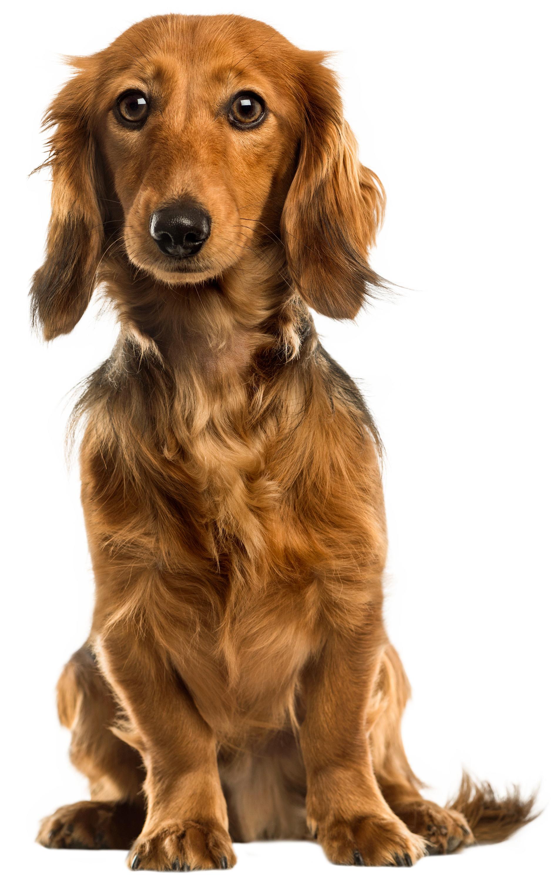 Cute Dog PNG Clip Art.