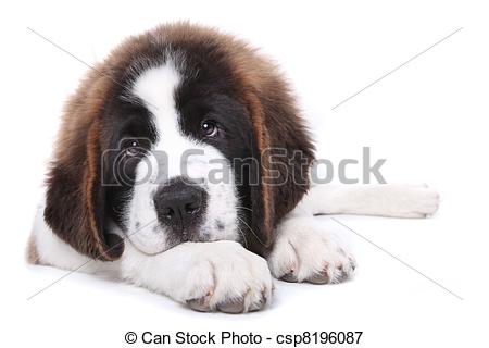 Picture of Cute Saint Bernard Purebred Puppy.