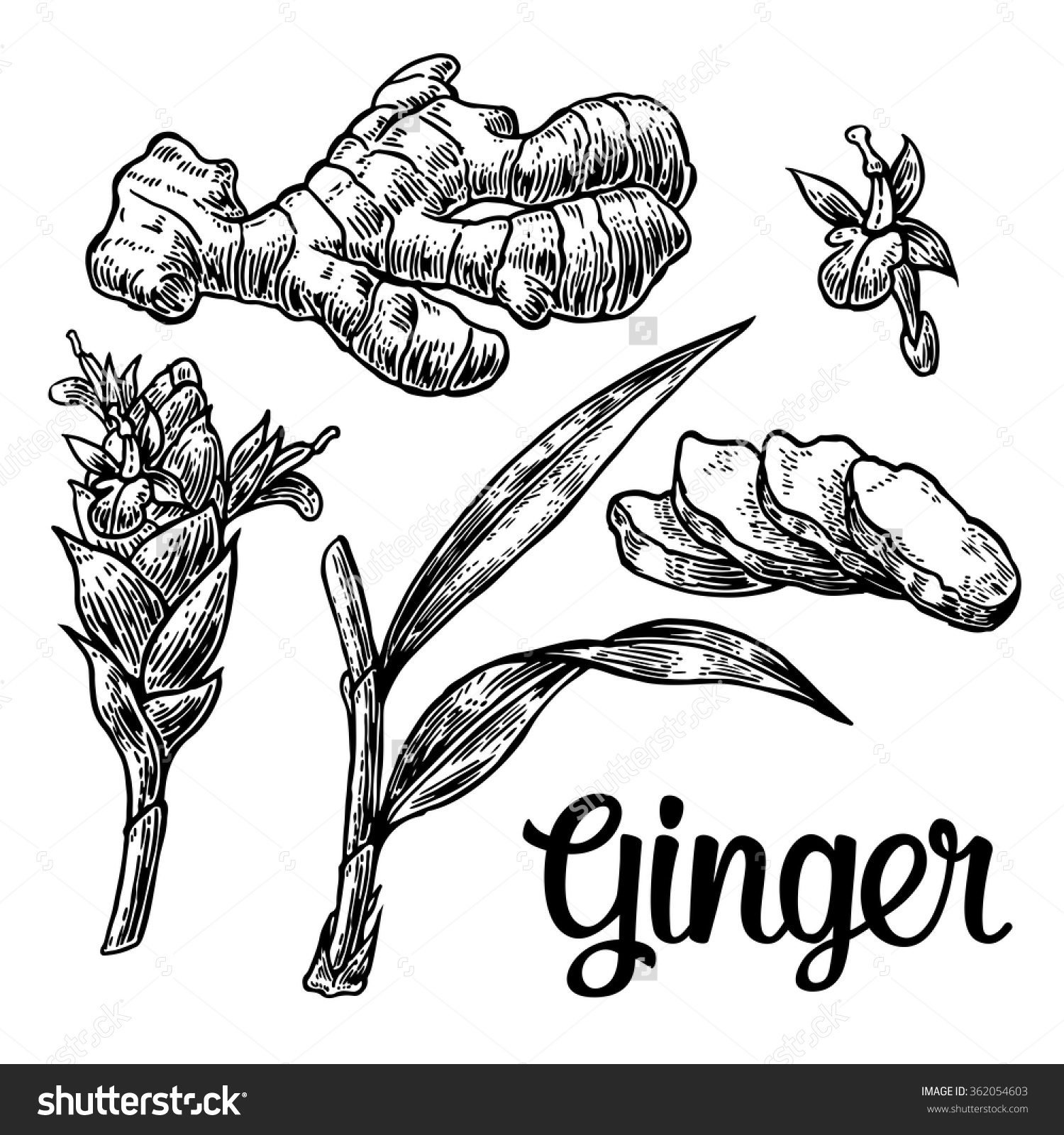 Ginger Root Cutting Leaves Flower Buds Stock Vector 362054603.