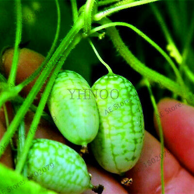 THUMB CUCUMBER MINI Watermelon Seeds Fruits Seeds Vegetables.