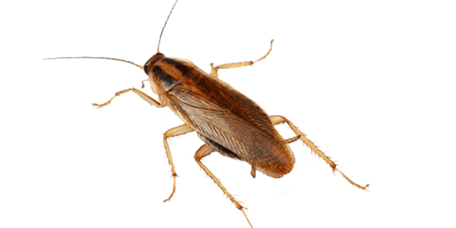 Insect,Invertebrate,Cockroach,Pest,Beetle,Arthropod,Oriental.