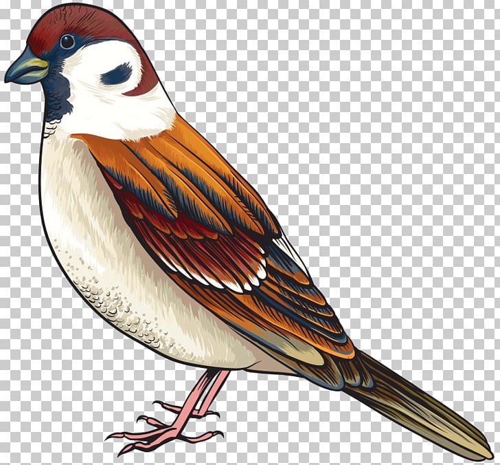 Bird Finch PNG, Clipart, Animals, Beak, Bird, Bird Clipart, Cuckoos.