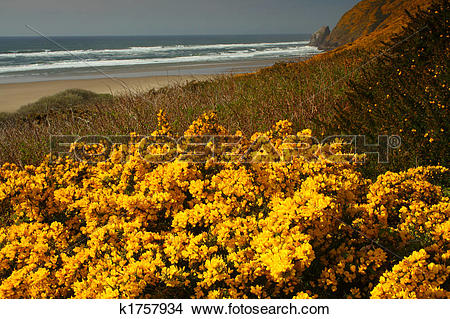 Stock Photo of Scotch Broom (cytisus Scoparius) k1757934.