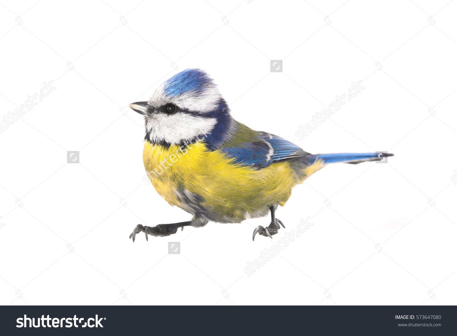 Eurasian Blue Tit Cyanistes Caeruleus Isolations Stock Photo.