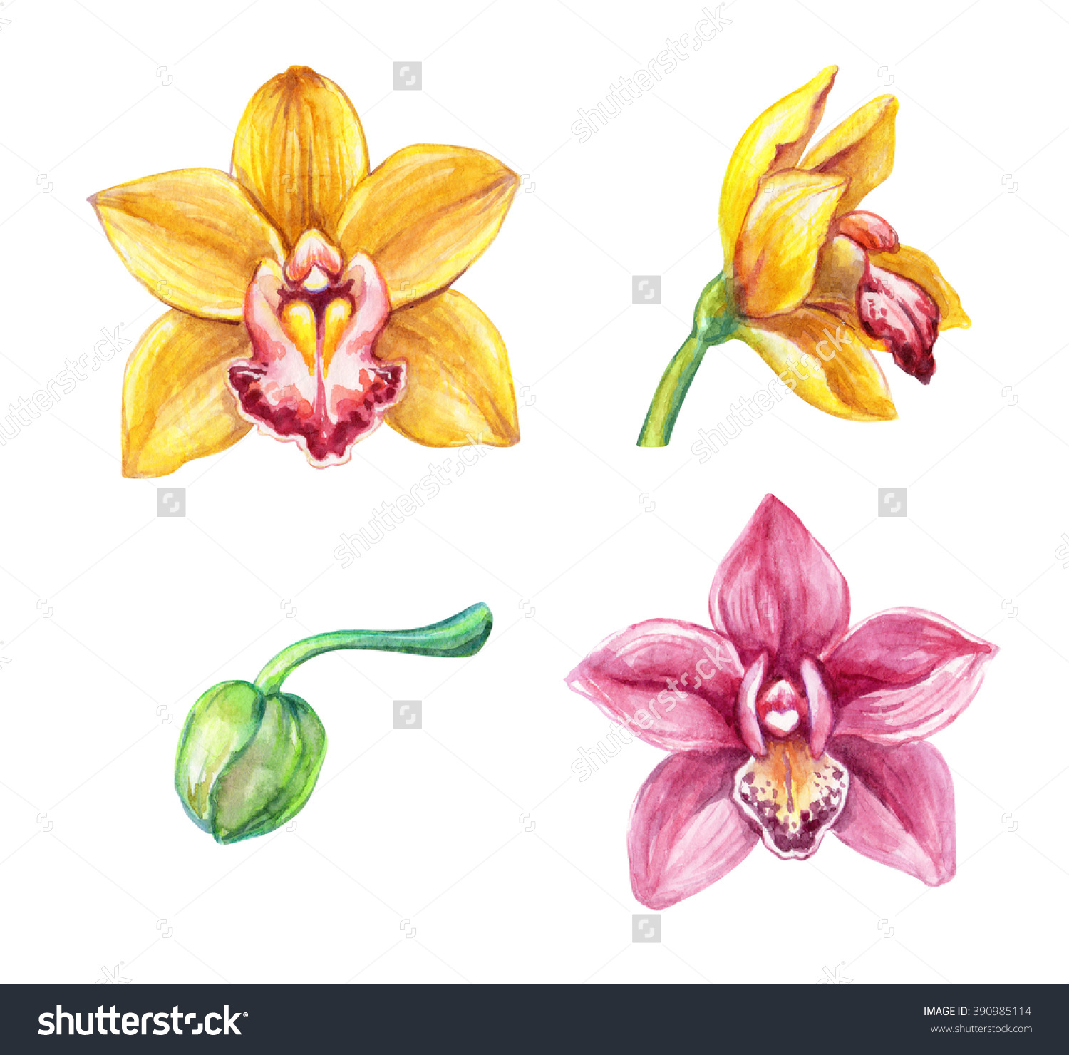 Watercolor Cymbidium Orchids Tropical Flowers Clip Stock.