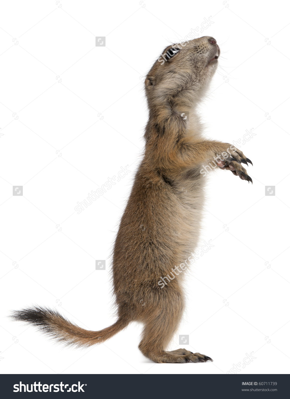 Blacktailed Prairie Dog Cynomys Ludovicianus Standing Stock Photo.