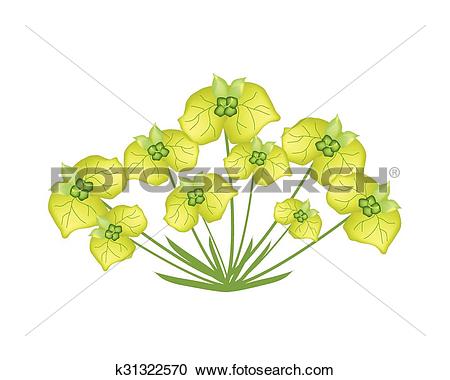 Clipart of Yellow Cypress Spurge or Euphorbia Cyparissias on White.