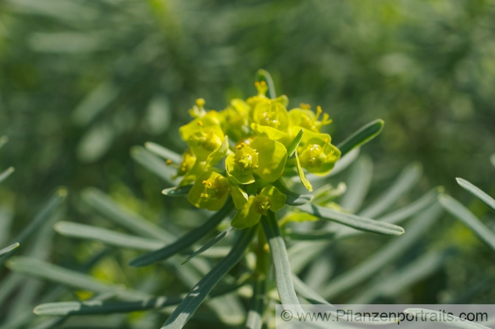 Euphorbiaceae.