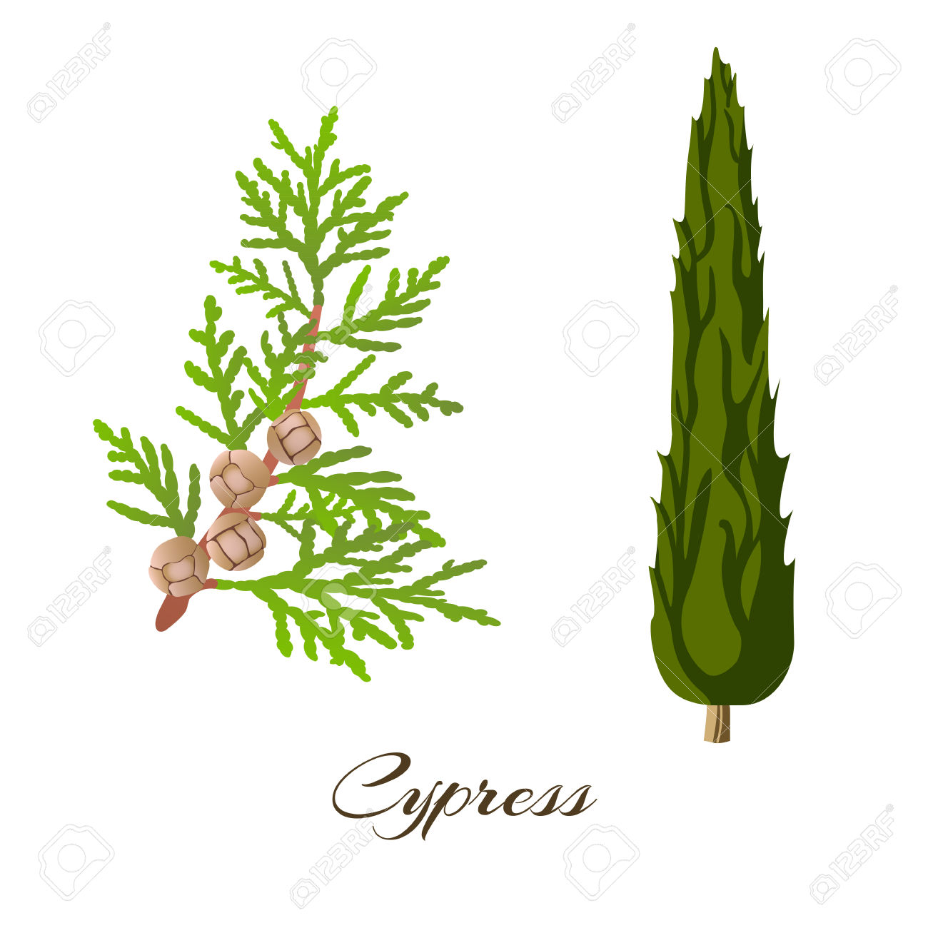 Cypress Clipart.