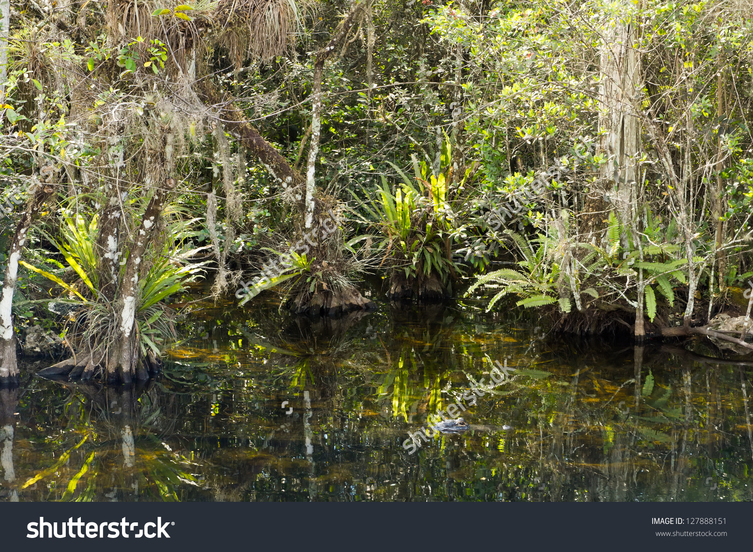 Everglades Big Cypress Swamp Overgrown Swamp Stock Photo 127888151.