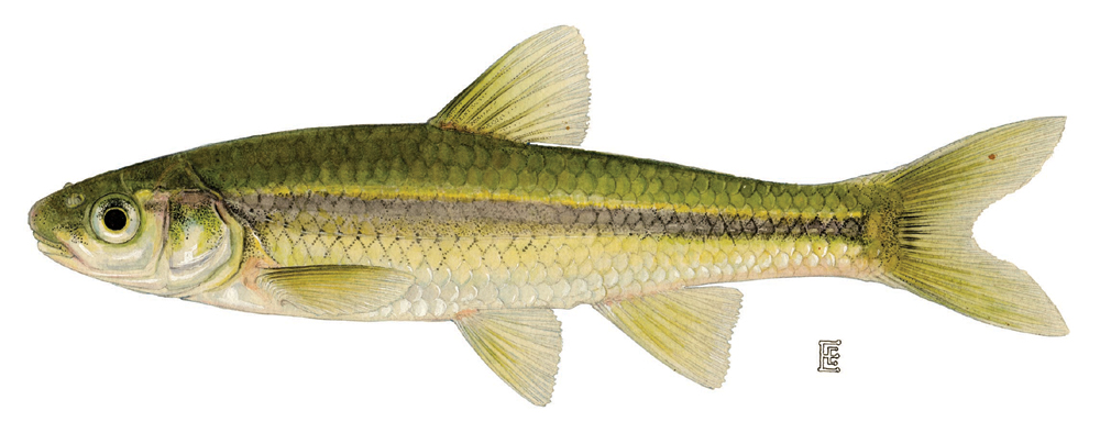 Minnow Family Cyprinidae.