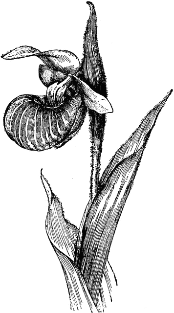 Cypripedium Spectabile.