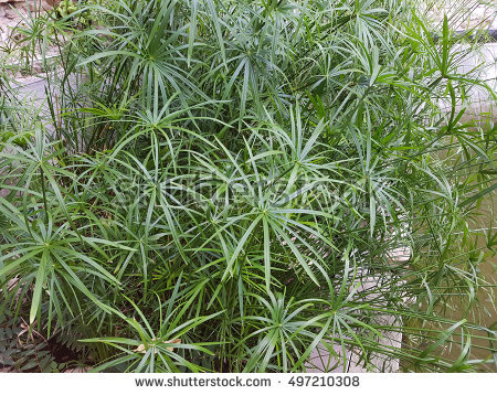 Cyperus Stock Photos, Royalty.