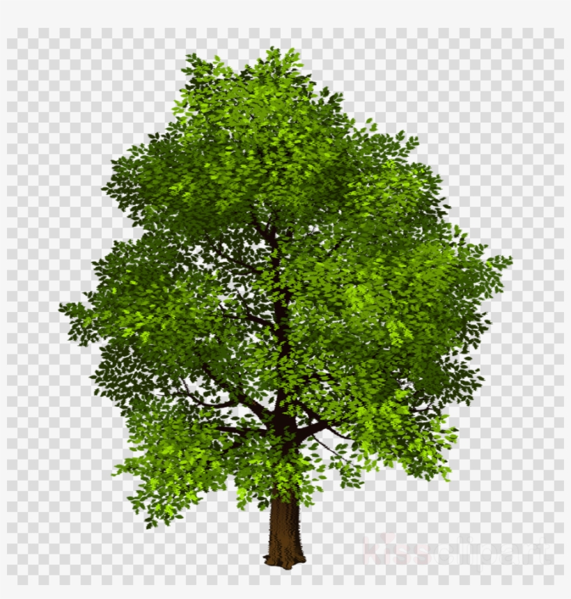 Download Transparent Background Photo Shop Trees Png.