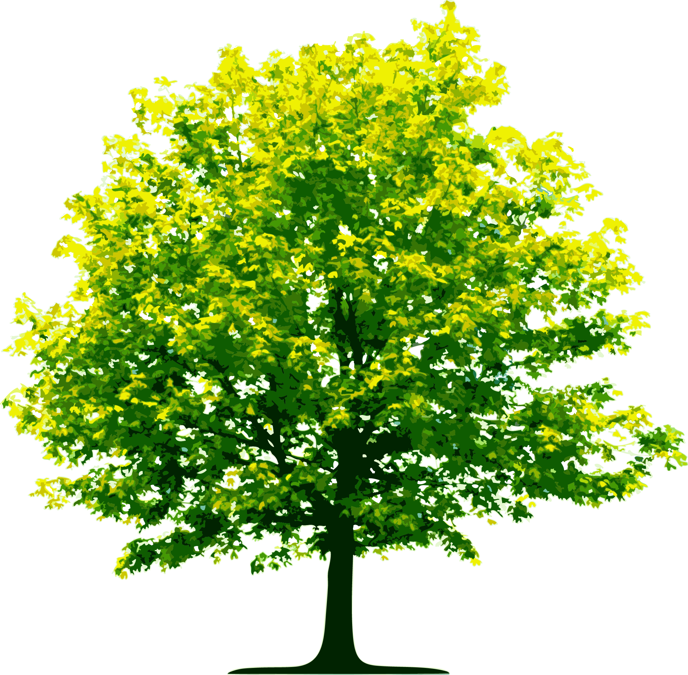 Tree PNG Image.