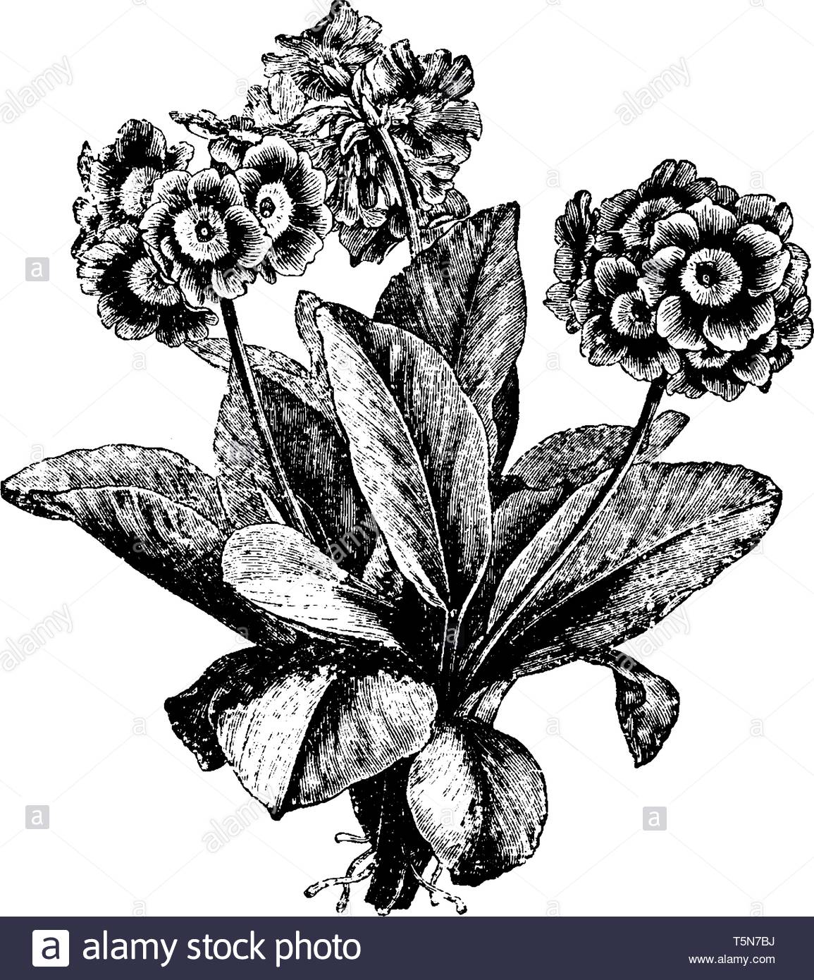 Auricula Black and White Stock Photos & Images.