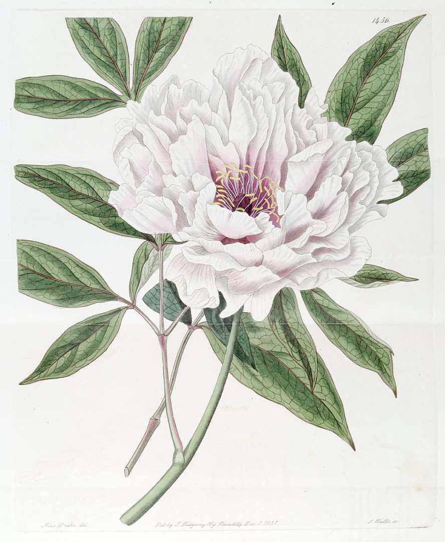 Paeonia suffruticosa Andrews var. carnea plea [as Paeonia moutan.