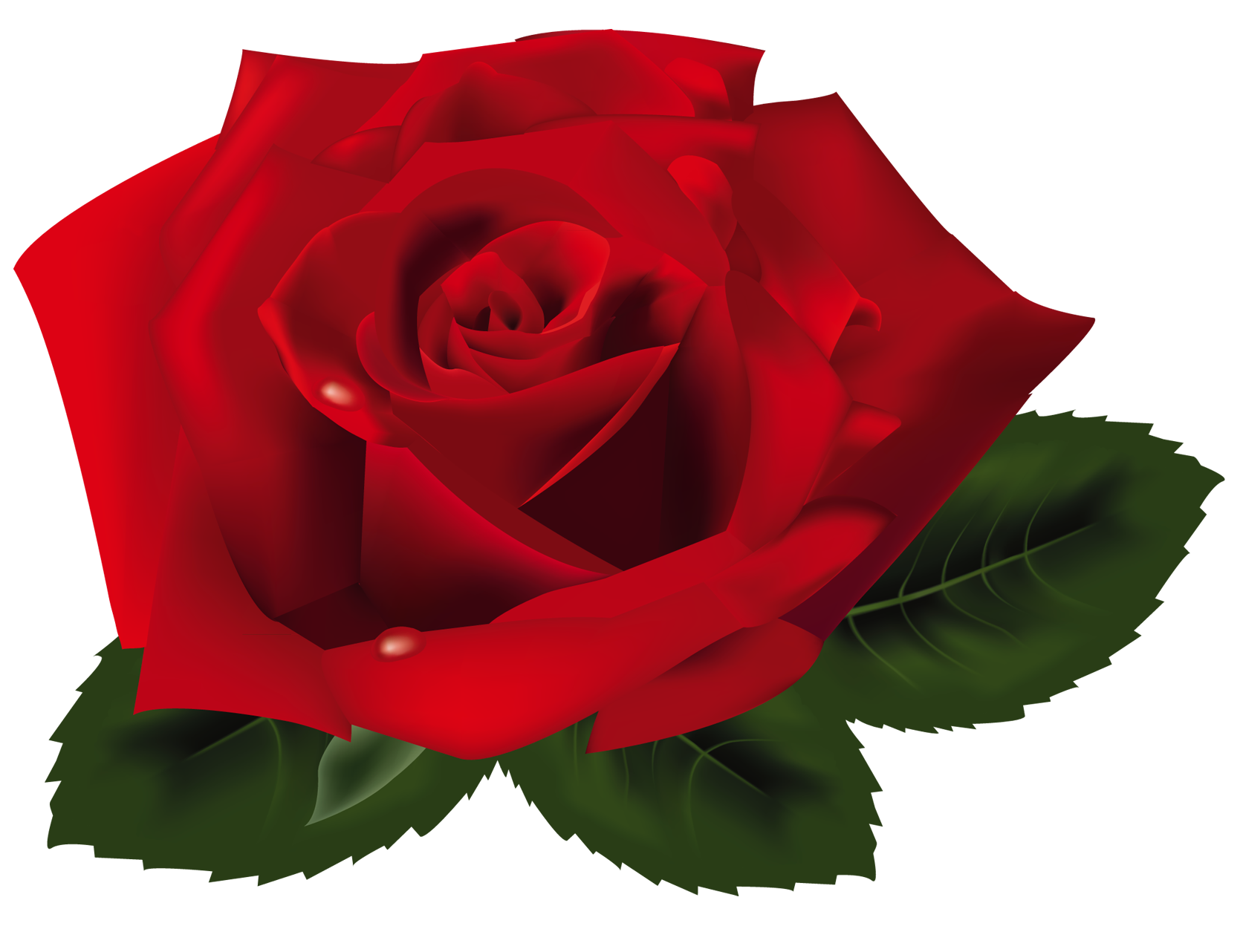 Red Rose PNG Clipart.