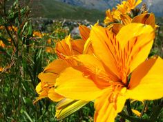 Amancay, típica flor de la patagonia.