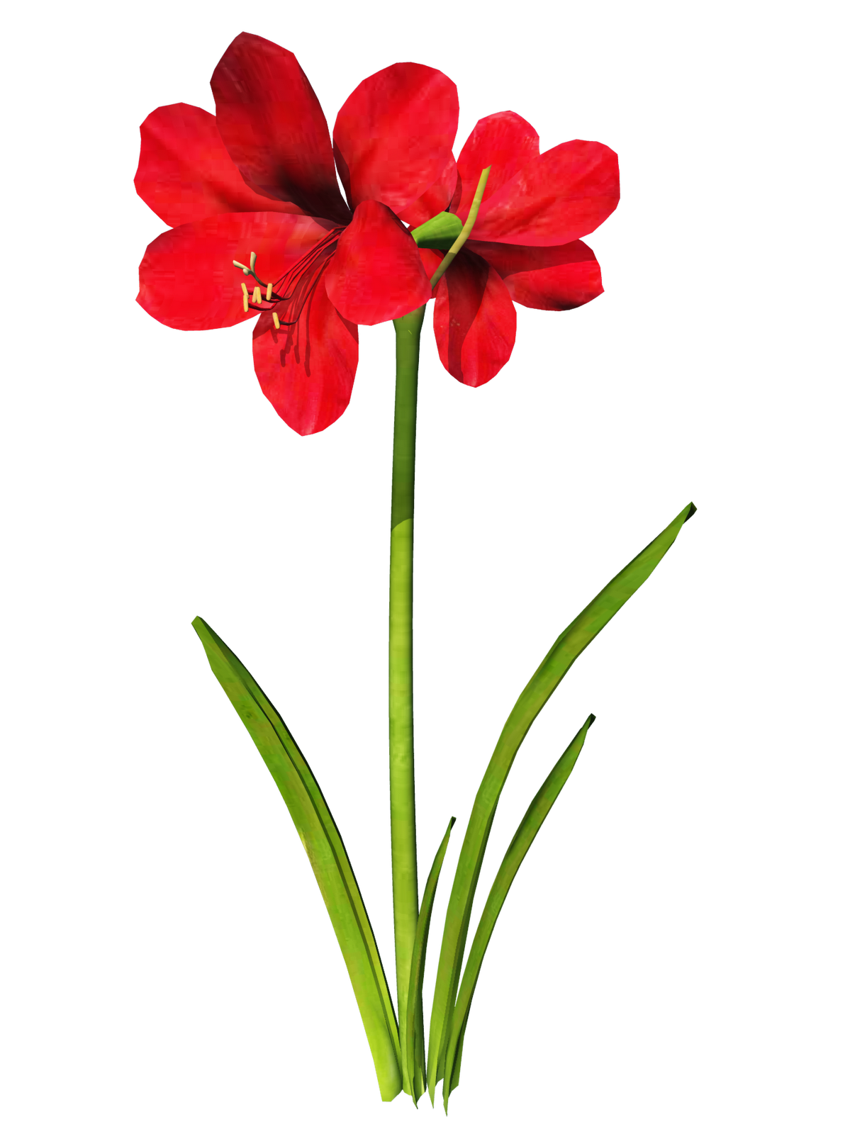 Amaryllis Clip Art.