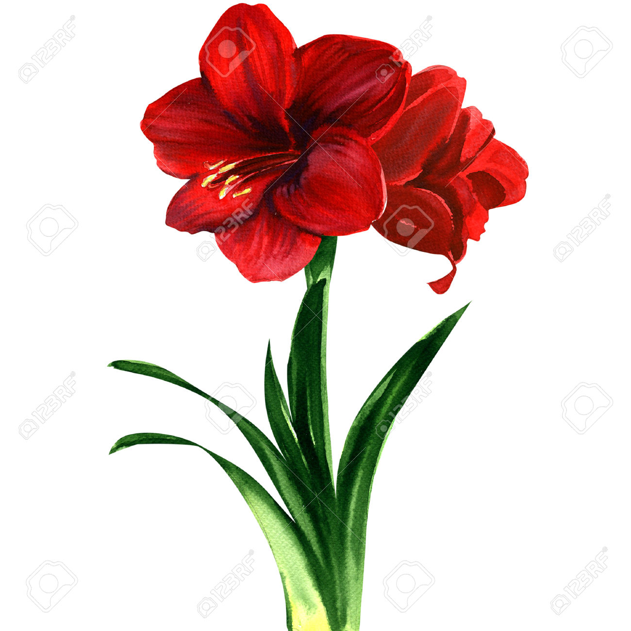 386 Amaryllis Stock Vector Illustration And Royalty Free Amaryllis.