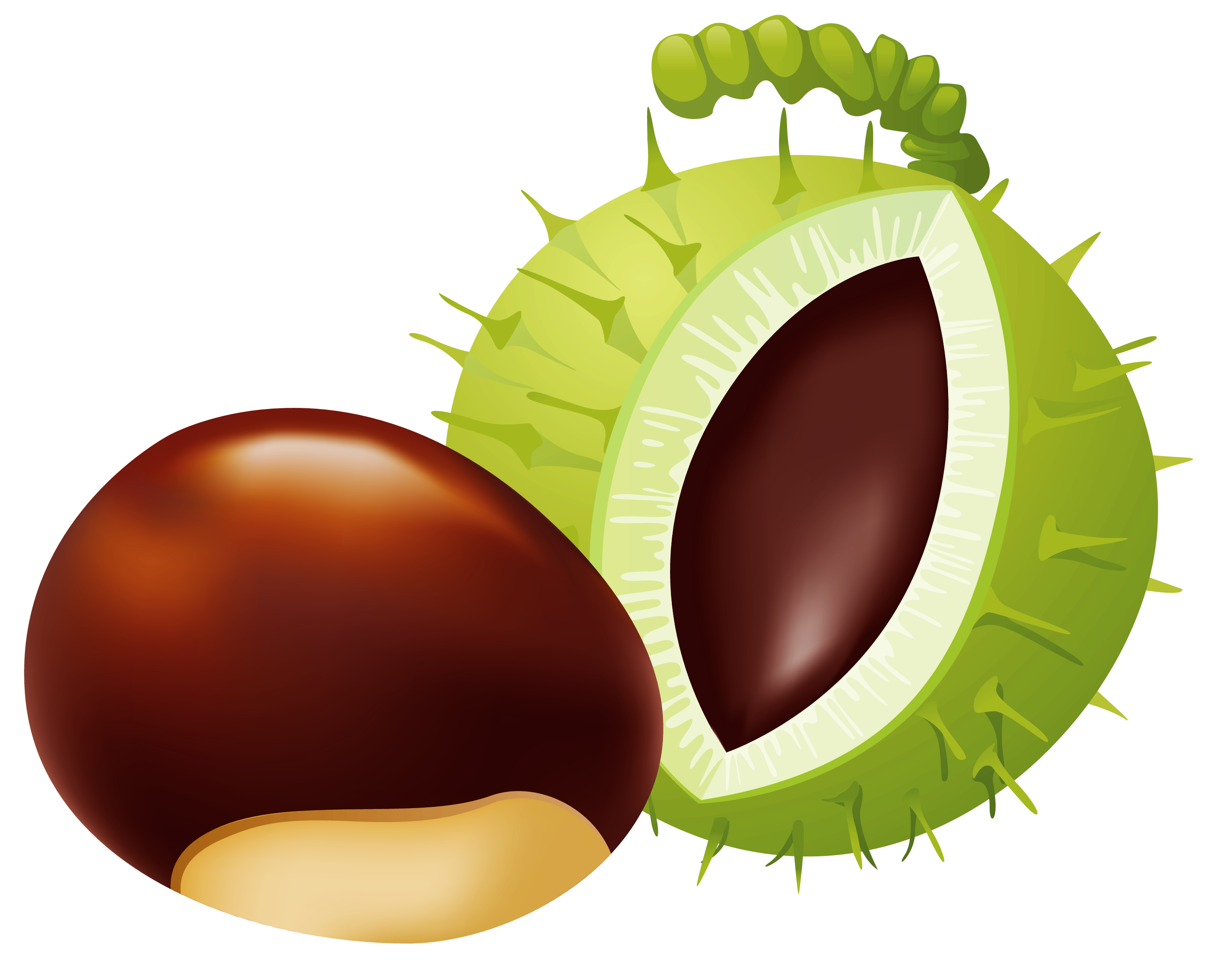 Chestnut PNG Clip Art.