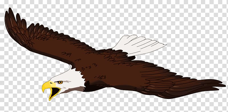 American Eagle illustration, Bald Eagle Golden eagle , Eagle.