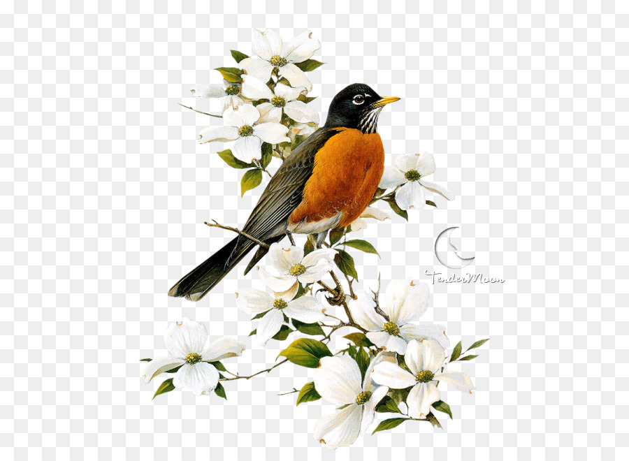 Robin Bird clipart.