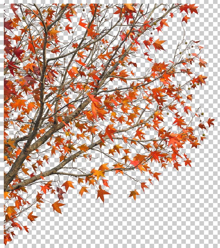 Demaotang Tree Maple Hotel PNG, Clipart, American, American.