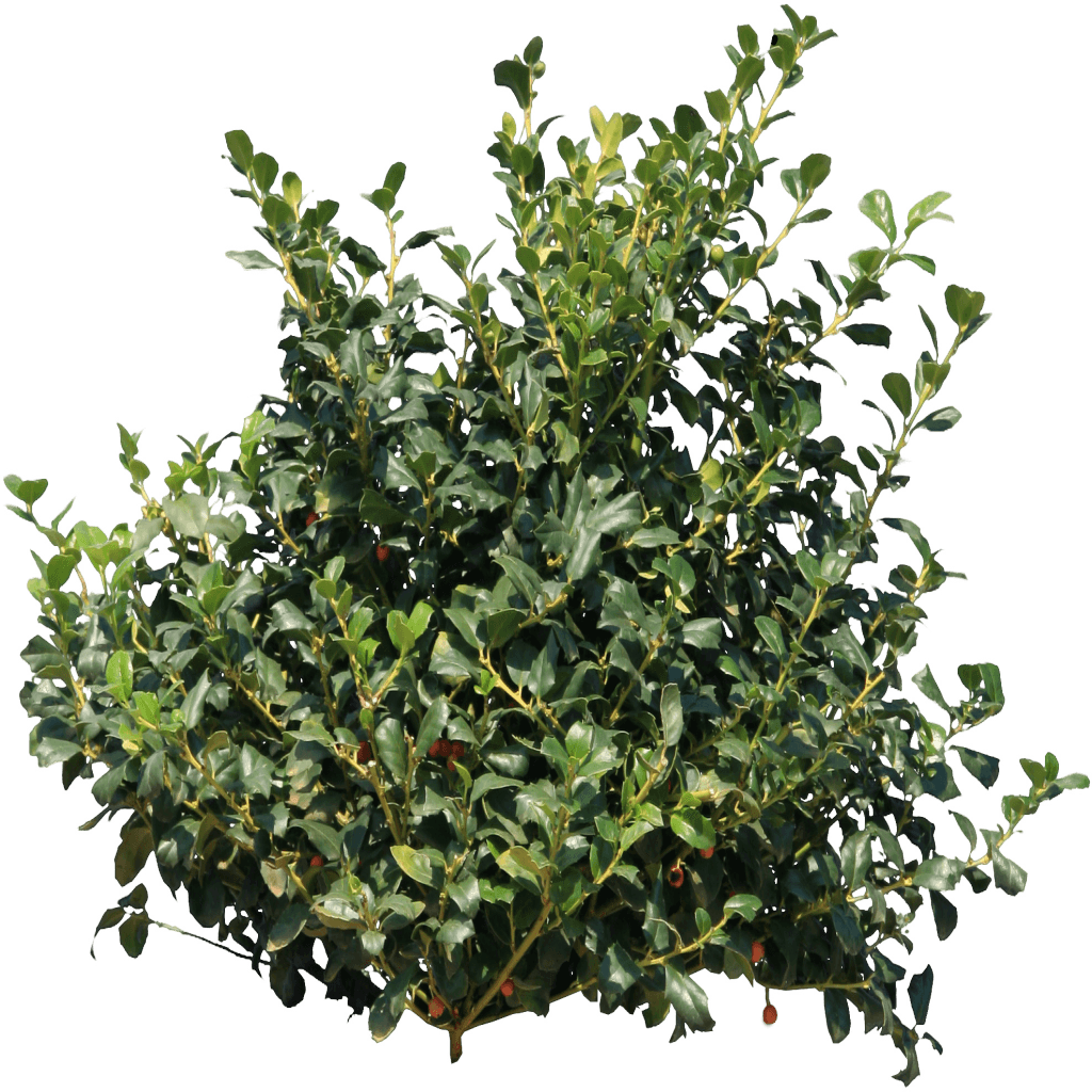 Holly Bush transparent PNG.