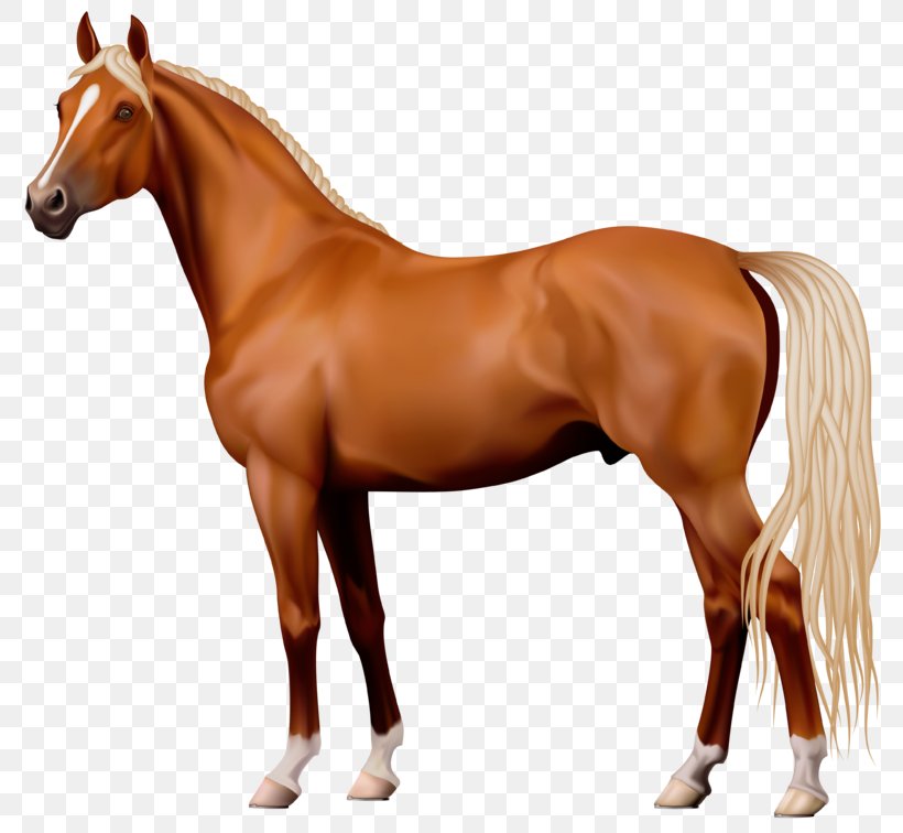 American Quarter Horse Clip Art, PNG, 800x756px, American.