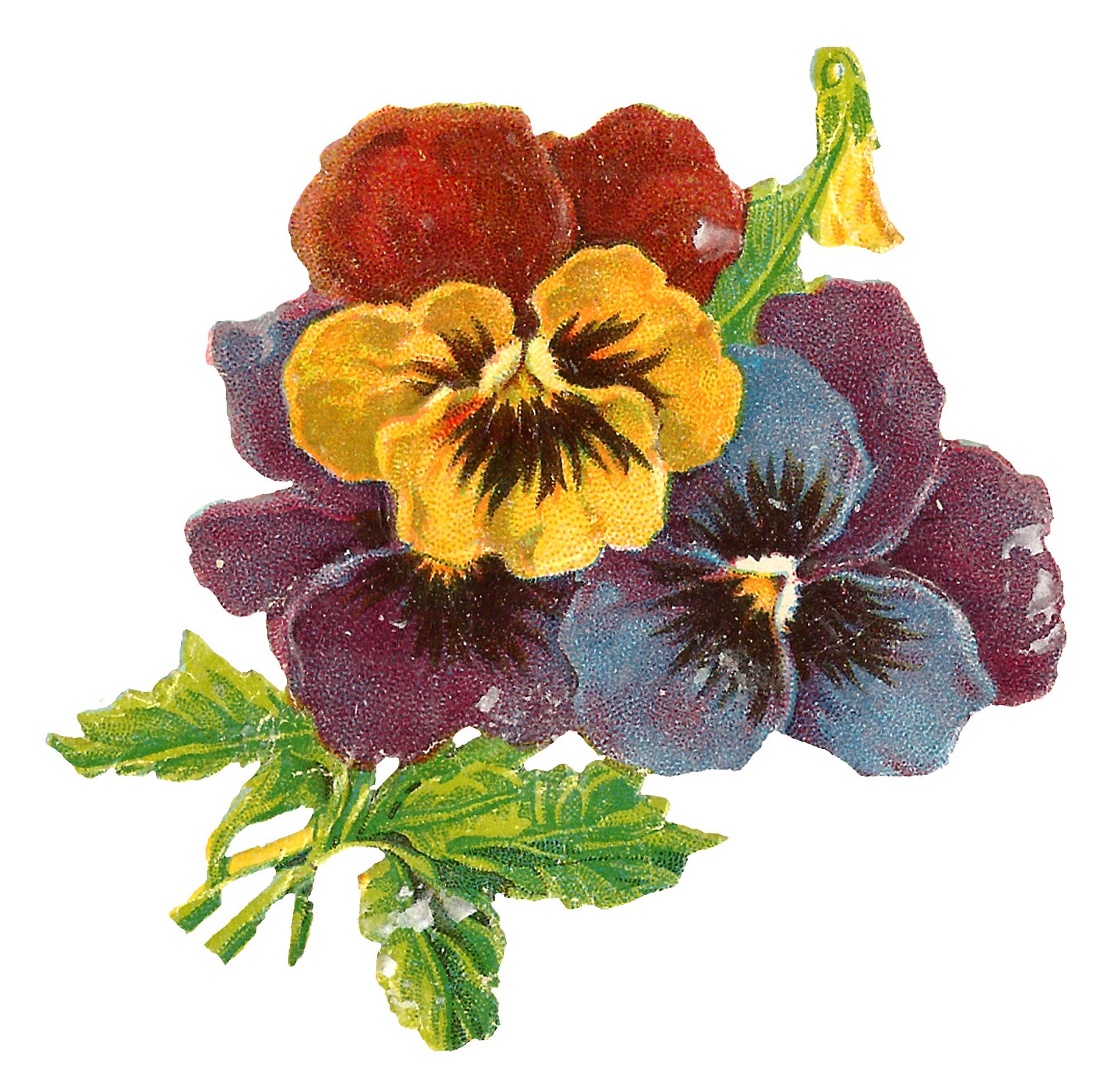 Antique Images: Antique Wildflower Art Illustration Pansy.