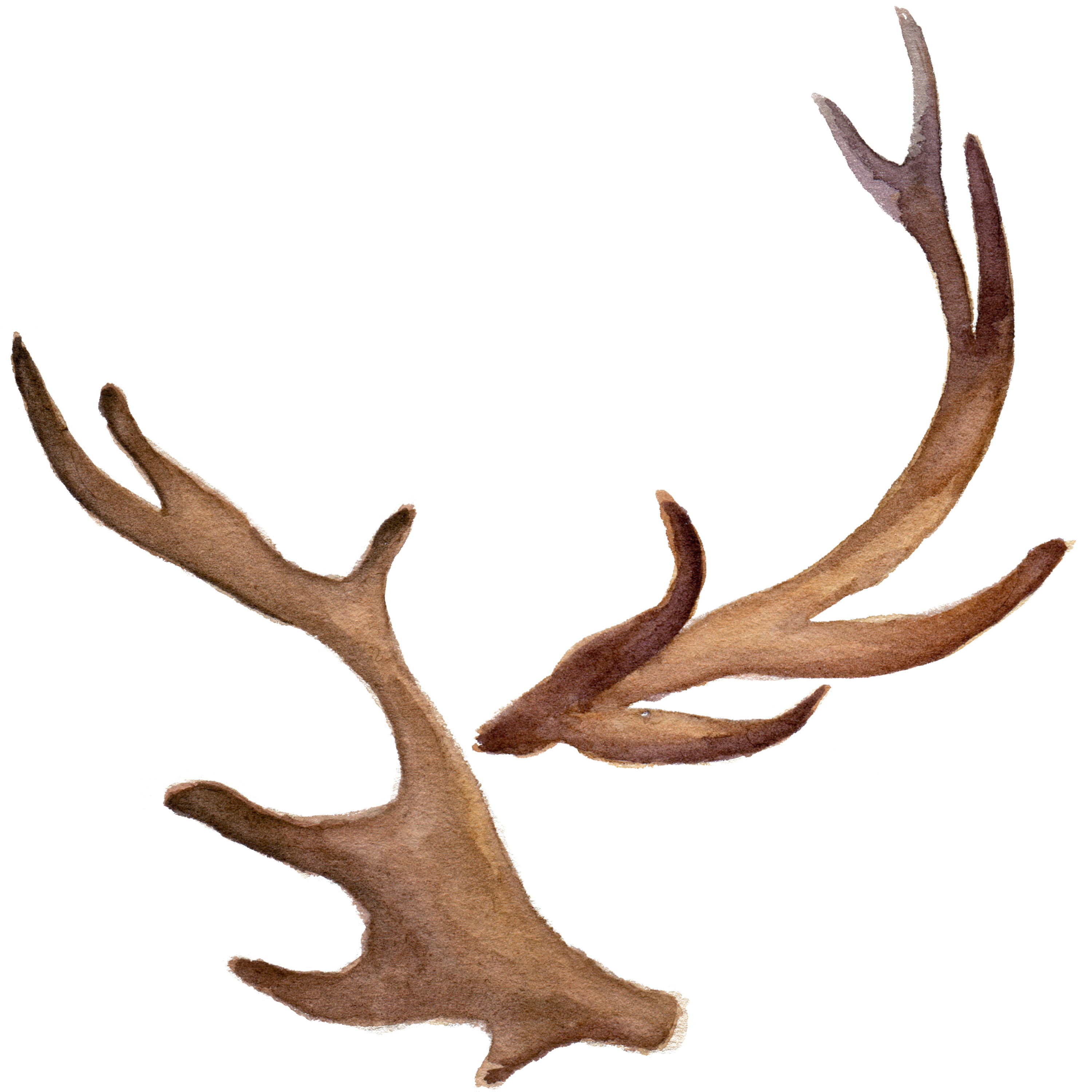 Antler Icon.