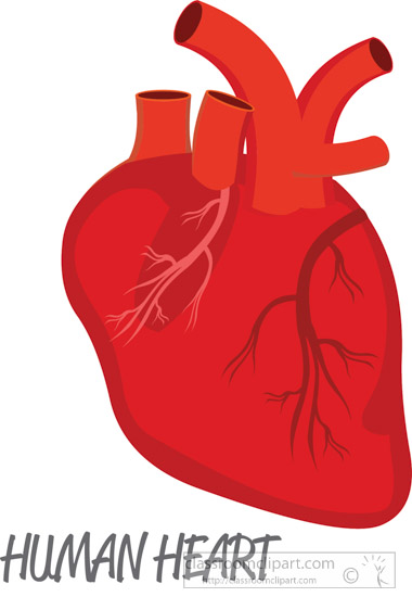 Human Heart Clipart Free Download Clip Art.