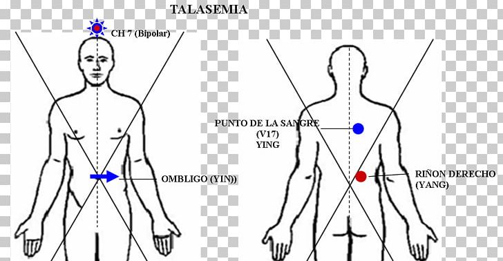 Standard Anatomical Position Human Anatomy Human Body Organ.