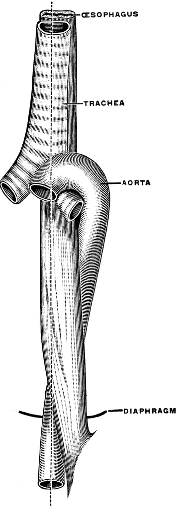 Free Esophagus Cliparts, Download Free Clip Art, Free Clip.