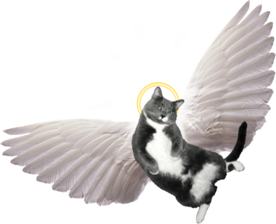 Angel Cat Clipart.