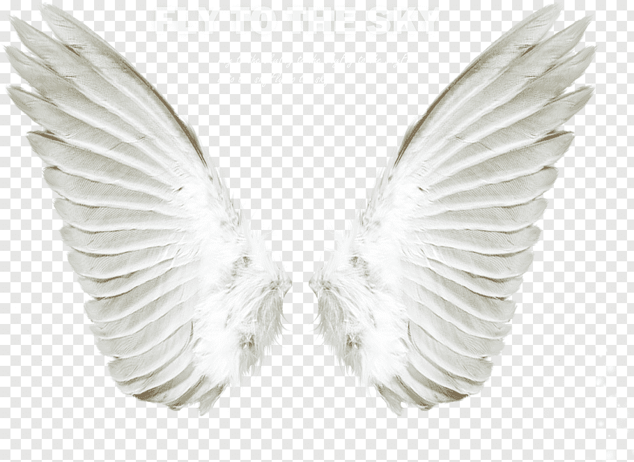 White wings with fly to the sky text overlay, Angel, Angel.