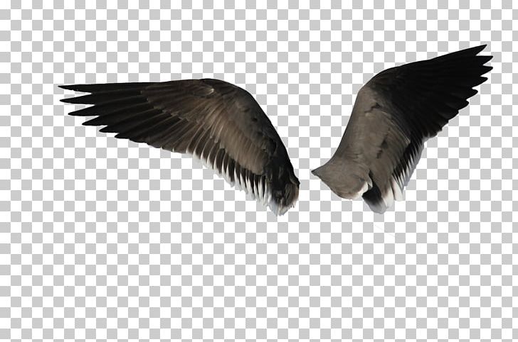 Bird Angel Wing PNG, Clipart, Angel Wing, Beak, Bird, Desktop.