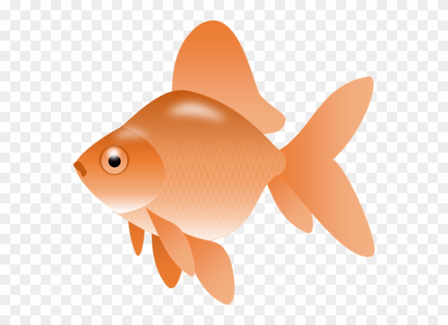 Goldfish Gold Fish Clip Art Synkee.