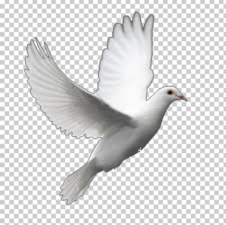 Columbidae Bird Perfect Flight White Dove Releases PNG.