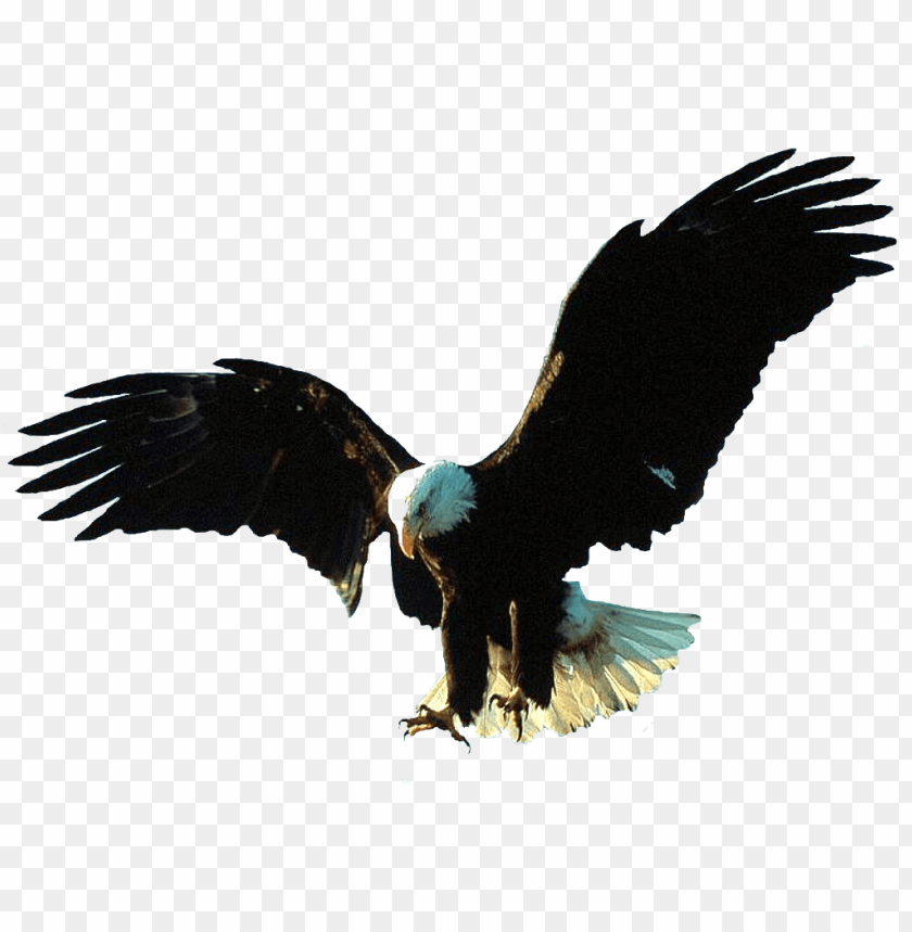 gif animation eagle gif PNG image with transparent.